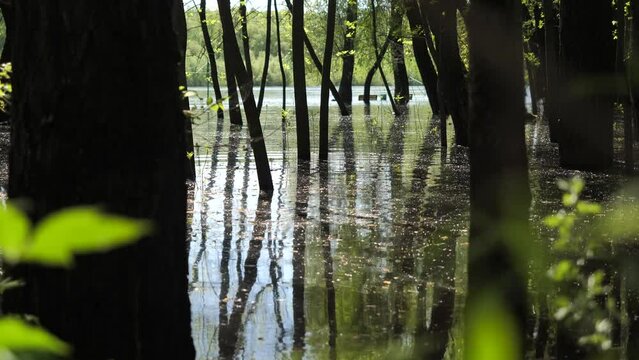 Trees flooded in a city park as a result of flooding. The river flooded the forest. Flood, environmental disaster.