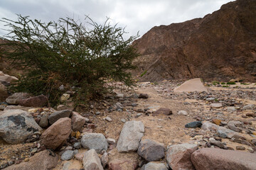 Wadi El Veshwash canyon in Sinai Peninsula