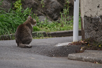 東京新宿区南元町新助坂の路地猫