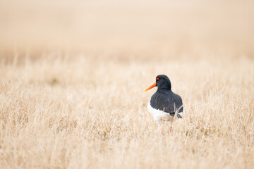 Oystercatcher, Southern Iceland