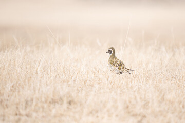 Golden Plover, Southern Iceland