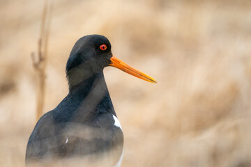 Oystercatcher, Southern Iceland