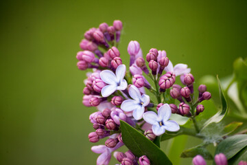 Obraz premium Lilac lowers in spring