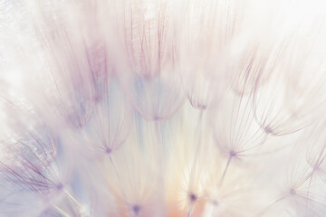 White dandelion close up. Abstract summer nature background.