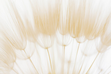 White dandelion in a forest at sunrise. Abstract summer nature background