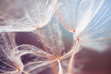 White dandelion close up on a pink blurred background. Macro image, shallow depth of field.