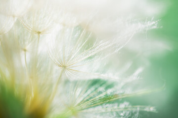 White dandelion in a green grass on a forest meadow. Abstract summer nature background