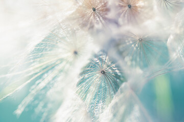White dandelion in a summer forest. Macro image, shallow depth of field.