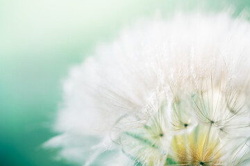 White dandelion in a green grass on a forest meadow. Macro image,
