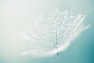 White dandelion in a forest against the blue sky. Abstract summer nature background