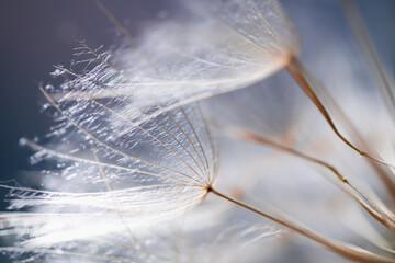 Big white dandelion in a forest at sunset. Macro image, shallow depth of field.