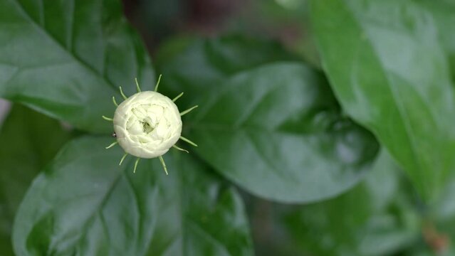 4K unbloomed jasmine sambac in summer.