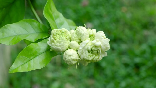 Beautiful Jasmine sambac against green nature background.