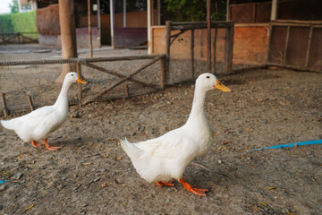 Ducks in farm traditional farming in animal farm, group of white ducks in the farm.