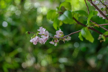 東京赤坂の氷川神社にある手水舎のサクラ