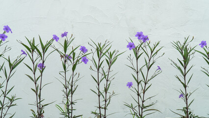 A row of purple flowers in front of a white wall.