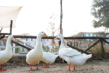 Ducks in farm traditional farming in animal farm, group of white ducks in the farm.