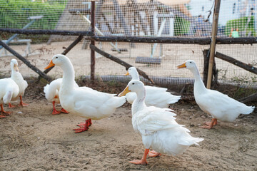 Ducks in farm traditional farming in animal farm, group of white ducks in the farm.
