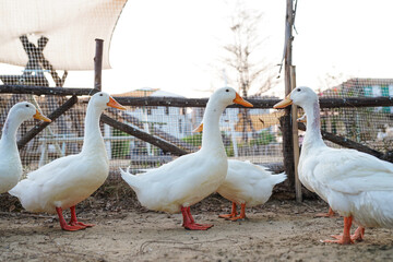 Ducks in farm traditional farming in animal farm, group of white ducks in the farm.