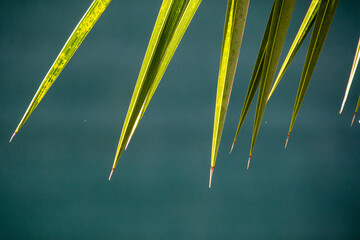 Spiky sharp leaf points isolated against an out of focus green background