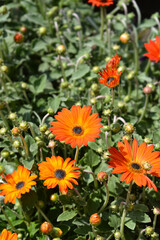 African Daisy flowers