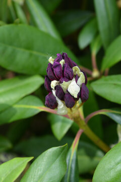 Rhododendron Marcel Menard flower bud