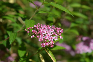 Japanese meadowsweet flowers