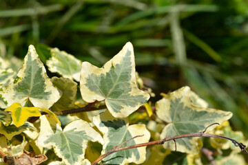 Algerian ivy Glorie de Marengo leaves