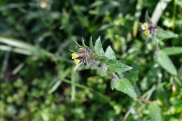 Yellow nonea flowers