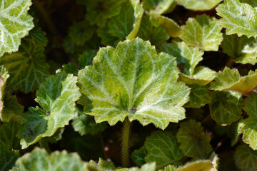 Creeping saxifrage leaves