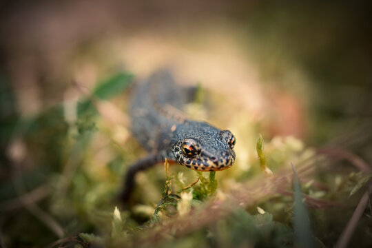 Bergmolch (Ichthyosaura alpestris), kriechend &uuml;ber Moos
