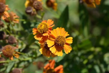 Sneezeweed Red and Gold Hybrids flowers