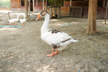 Ducks in farm traditional farming in animal farm, group of white ducks in the farm.