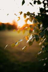 birch leaves in summer evening sun