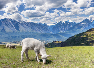 landscape with white lamb on grazing near high mountains