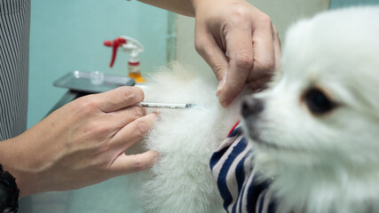 Pomeranian dog getting vaccinated - obrazy, fototapety, plakaty