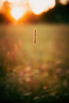 Timothy grass in a summer sunset