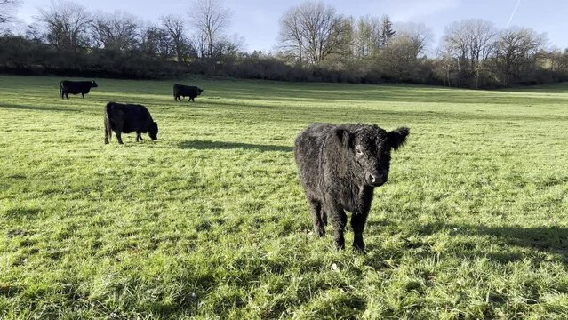 Galloway-Rind-Bilder: Stock-Fotos & -Videos. | Adobe Stock