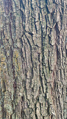 Fototapeta premium Texture rind cortex