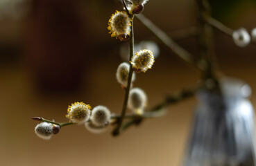 pussy-willow branch with fluffy balls on it close-up and a soft background.