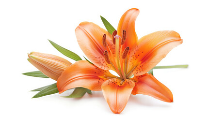 Large orange lilies flower isolated on white background,Side view of a single stem with a orange  daylily flower  plus unopened buds isolated against a white background
