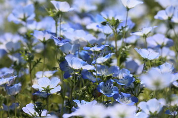 The field of Nemophila flowers 