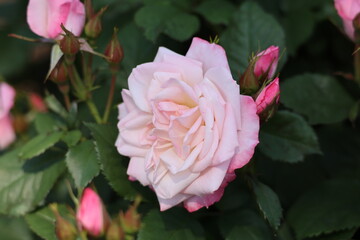 A pink rose in the garden