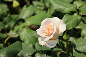 A white rose in the garden