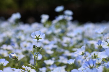The field of Nemophila flowers 
