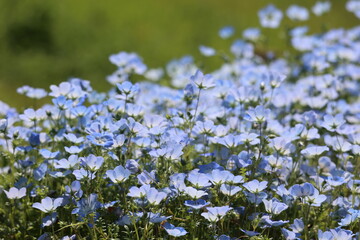 The field of Nemophila flowers 
