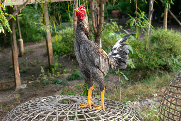 Male cockfighting standing on the coop,The way of life of people in rural Thailand,Asian.