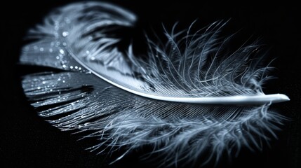  A tight shot of a feather, adorned with water droplets, against a backdrop of absolute black The feather itself is monochromatic - its fibers a