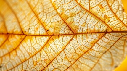   A close-up view of a leaf's vein and its surface