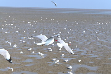 seagulls on the beach